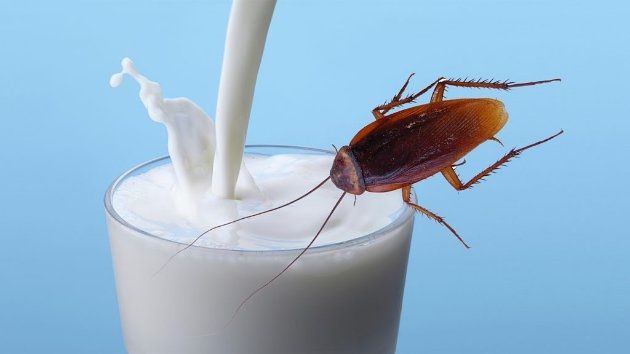 ILMUWAN UNGKAP SUSU KECOAK 3 KALI LEBIH BERGIZI DARI SUSU SAPI: CALON SUPERFOOD MASA DEPAN?
